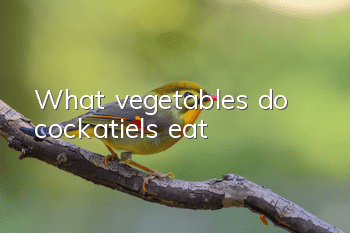 What vegetables do cockatiels eat?