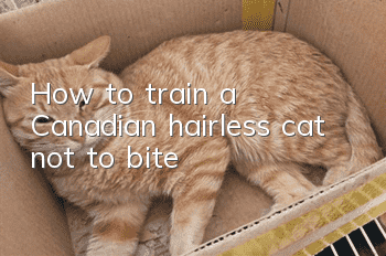 How to train a Canadian hairless cat not to bite