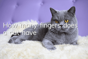 How many fingers does a cat have?