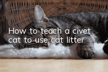 How to teach a civet cat to use cat litter