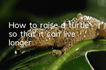 How to raise a turtle so that it can live longer