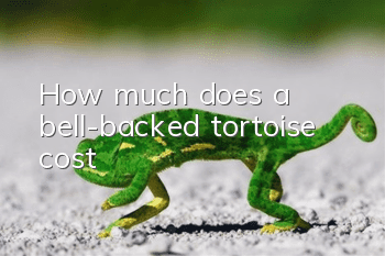 How much does a bell-backed tortoise cost?