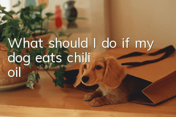 What should I do if my dog ​​eats chili oil?