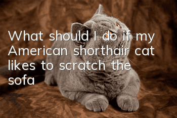 What should I do if my American shorthair cat likes to scratch the sofa?