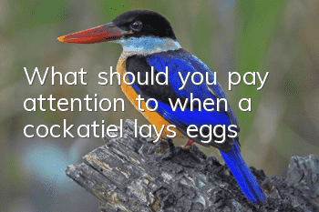 What should you pay attention to when a cockatiel lays eggs?