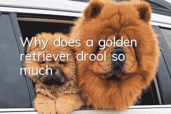 Why does a golden retriever drool so much?