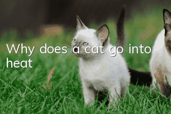 Why does a cat go into heat?