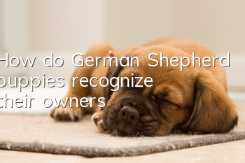 How do German Shepherd puppies recognize their owners?