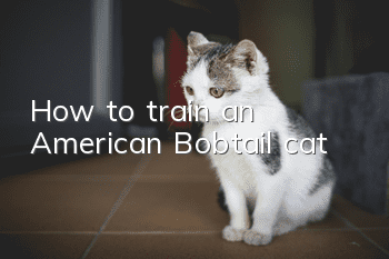 How to train an American Bobtail cat