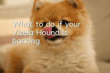 What to do if your Vizela Hound is barking