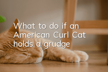 What to do if an American Curl Cat holds a grudge