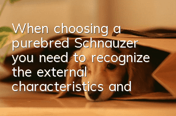 When choosing a purebred Schnauzer, you need to recognize the external characteristics and personality traits