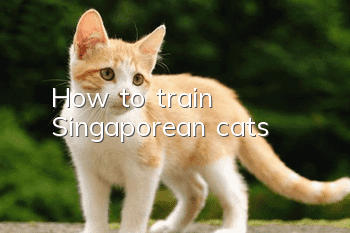 How to train Singaporean cats