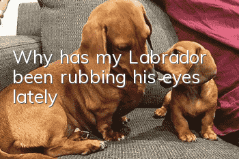 Why has my Labrador been rubbing his eyes lately?