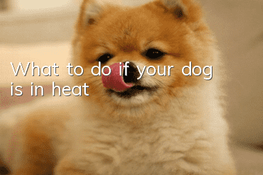 What to do if your dog is in heat
