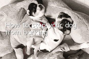 How to stop your dog from barking?