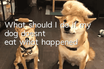 What should I do if my dog ​​doesn’t eat? what happened?
