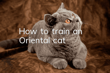 How to train an Oriental cat