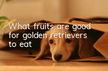 What fruits are good for golden retrievers to eat?