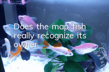 Does the map fish really recognize its owner?