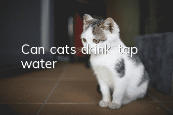 Can cats drink tap water?