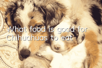 What food is good for Chihuahuas to eat?