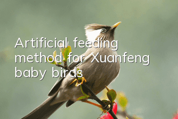 Artificial feeding method for Xuanfeng baby birds