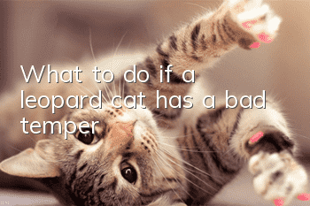 What to do if a leopard cat has a bad temper