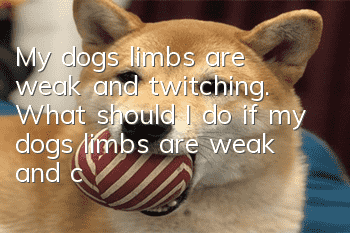 My dog’s limbs are weak and twitching. What should I do if my dog’s limbs are weak and convulsing?