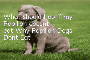 What should I do if my Papillon doesn't eat? Why Papillon Dogs Don’t Eat