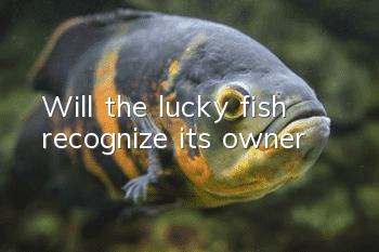 Will the lucky fish recognize its owner?