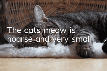 The cat’s meow is hoarse and very small