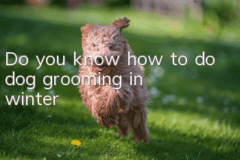 Do you know how to do dog grooming in winter?