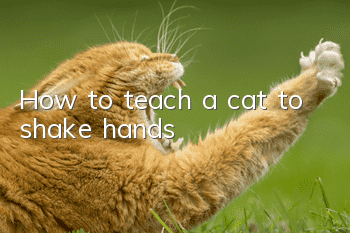 How to teach a cat to shake hands