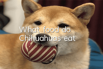 What food do Chihuahuas eat?