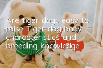 Are tiger dogs easy to raise? Tiger dog body characteristics and breeding knowledge