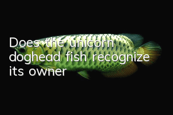 Does the unicorn doghead fish recognize its owner?