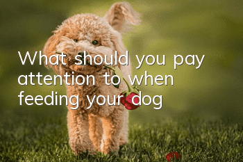 What should you pay attention to when feeding your dog?