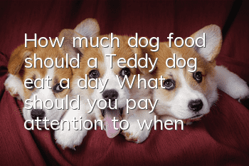 How much dog food should a Teddy dog eat a day? What should you pay attention to when feeding a Teddy dog?