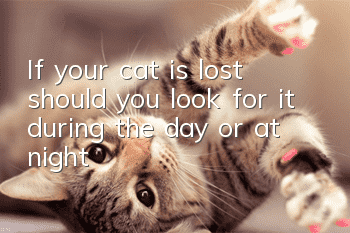 If your cat is lost, should you look for it during the day or at night?