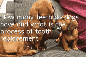 How many teeth do dogs have, and what is the process of tooth replacement?