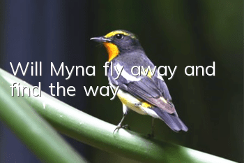 Will Myna fly away and find the way?