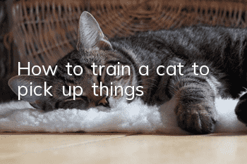 How to train a cat to pick up things