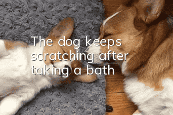 The dog keeps scratching after taking a bath