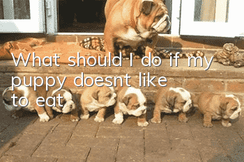 What should I do if my puppy doesn’t like to eat?
