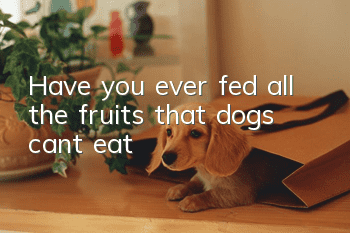 Have you ever fed all the fruits that dogs can’t eat?