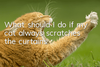 What should I do if my cat always scratches the curtains?