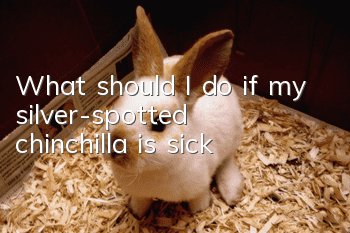 What should I do if my silver-spotted chinchilla is sick?