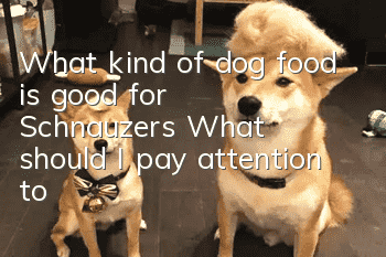 What kind of dog food is good for Schnauzers? What should I pay attention to?