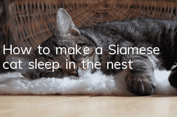 How to make a Siamese cat sleep in the nest